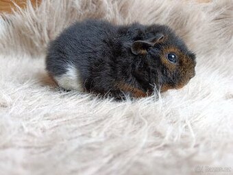 Morče US Teddy / samička / morčátko