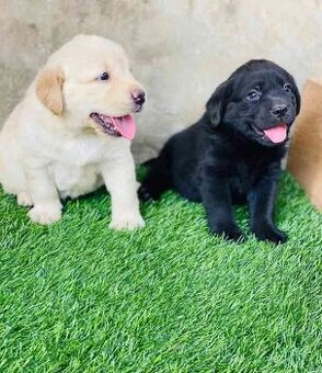 Labradorský retrívr