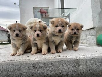Šteňátka Akita Inu