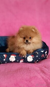 Pomeranian s PP FCI