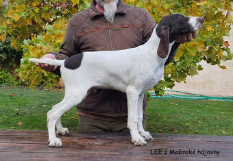 Německý ohař krátkosrtstý - CHS z Mešinské hájovny