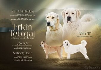 SAO-Středoasijský pastevecký pes-štěňata