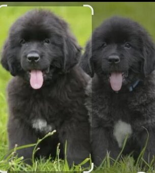 Novofundlandsky pes štěňata