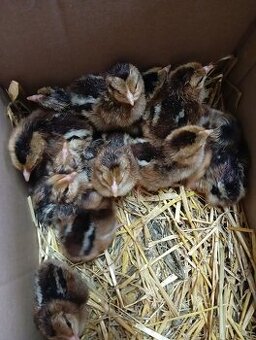 Prodám kuřata Sasex a Vlašky koroptví