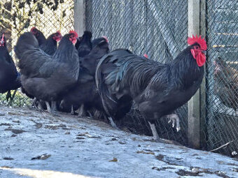 Australka velká černá