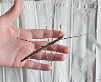 Strašilky - pakobylka rohatá