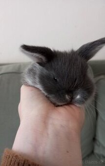 Zakrslý beránek králíček