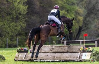 Zdravá sportovní Klisna 15let