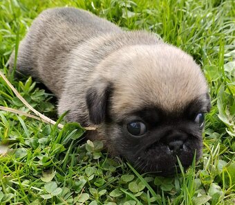 Štěňátko Mops bez PP holčička