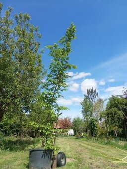 Habry 350-450 cm, květináč 45-60 litrů