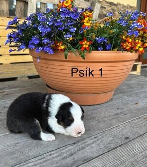 Australský ovčák: rezervácia šteniatok