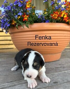 Australský ovčák: rezervácia šteniatok