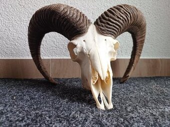 Muflon trofej (rohy; toulce) 58 cm - 1