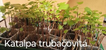 Katalpa trubačovitá - sazenice
