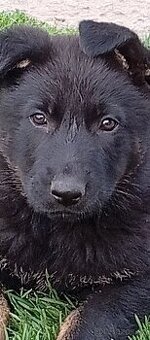 Fenka NO bez PP - 1
