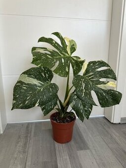 Monstera Thai