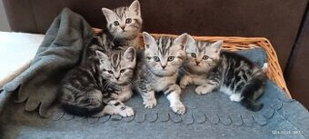 Britská koťata Whiskas