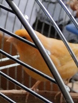 Ptactvo