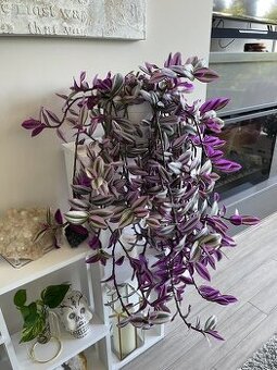 Tradescantia Nanouk - Blázen, Voděnka, Poděnka