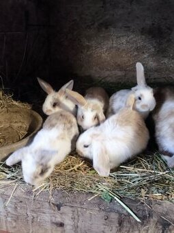 Zakrslý králíčci beránci