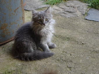 NABÍZÍM KŘÍŽENOU MODROU KOČIČKU (MAINSKÁ x SIBIŘSKÁ)