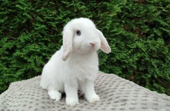 Zakrslý beránek, králíček, králík - NOAH