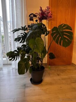 Velká Monstera Deliciosa