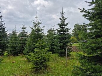 Vánoční stromy jedle kavkazská