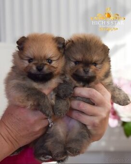 Pomeranian s PP FCI - štěňátka k rezervaci