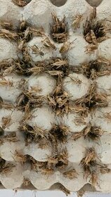 Nabízím krmný hmyz, Octomilky, Chvostoskok