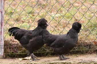 Minislepičky pro radost i vejce