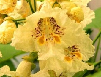 Katalpa trubačovitá žlutá okrasný strom pro včely