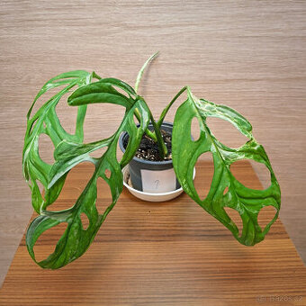 Monstera Adansonii Indonesian Marble