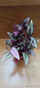 Vodenka - pokojová rostlina