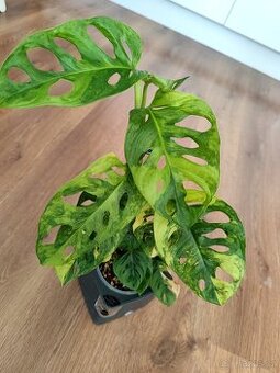 Monstera adansonii aurea variegata - řízky