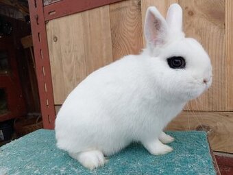 Zakrslý Hototský bílý - skvělý kámoš pro slečnu/dospělého