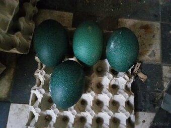 Prodám pštrosi vejce