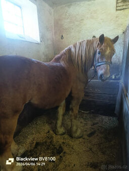 Českomoravský belgik