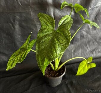 Syngonium Mojito