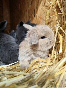 Zakrslý králíček minilop samička