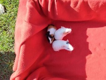 Morče - Darujeme mláďata morčat – k odběru za 3 až 4 týdny