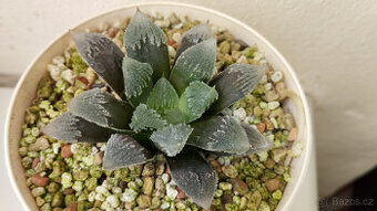 Haworthia cv. Hakuteijoh ( sukulent ) - 1