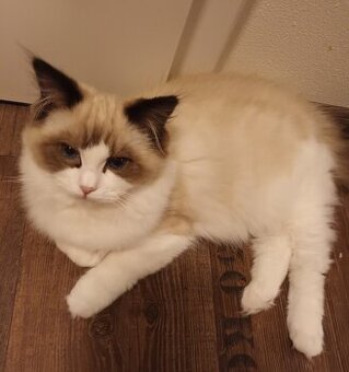 Kočička ragdoll s PP