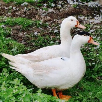 Káčata Mulard