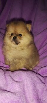Pomeranian