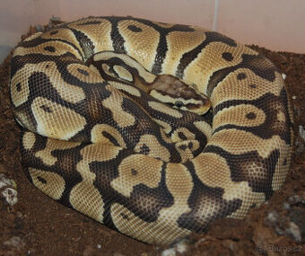 Krajta Královská - Python regius - pastel