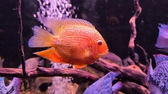 Americké cichlidy
