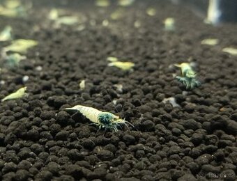 Caridina - Blue bolt