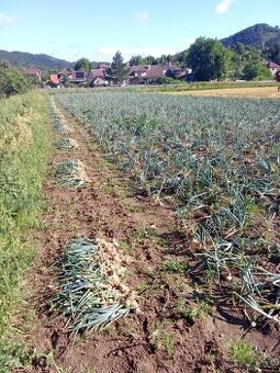 Samosběr cibule a brambor