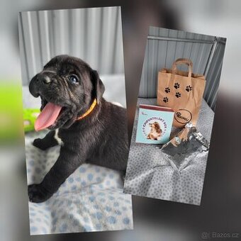 Cane Corso štěňata 🐾